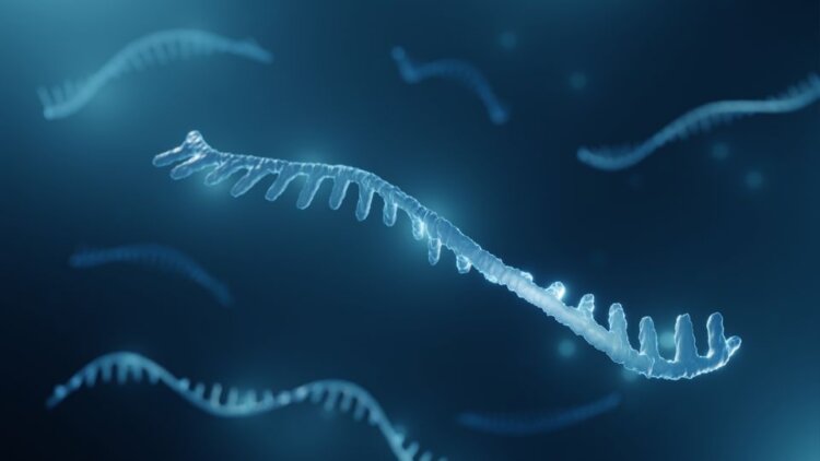 3D illustration of a short single-stranded RNA molecule on a dark blue background