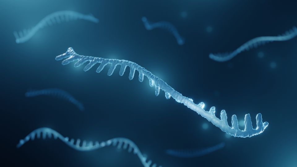 3D illustration of a short single-stranded RNA molecule on a dark blue background